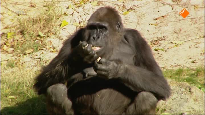 Het Klokhuis | Gorilla