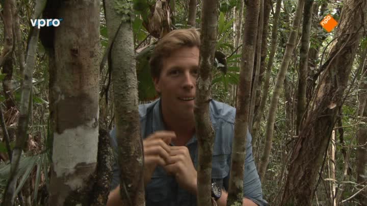 Madagaskar - Koningen van de camouflage