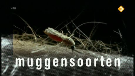 Het Klokhuis | Steekmuggen