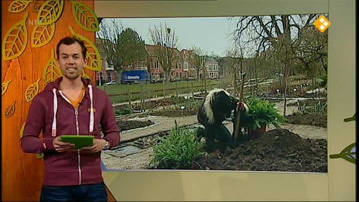 De Buitendienst  | Bomen en varens