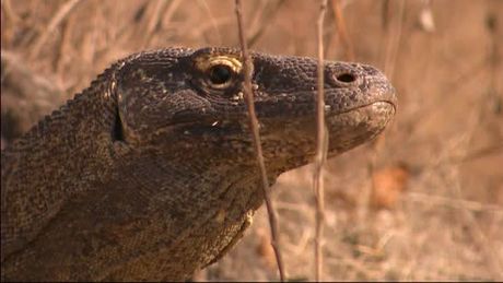 Komodovaraan, mantarog en vliegende honden