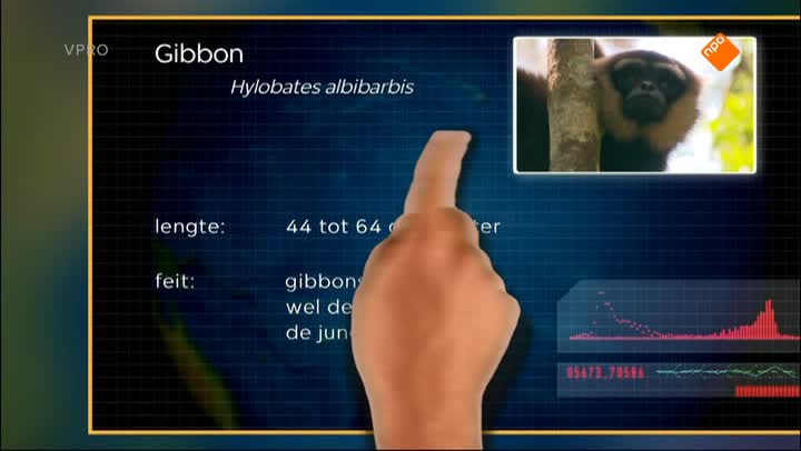 Freeks Wilde Wereld | De gibbon (HH)