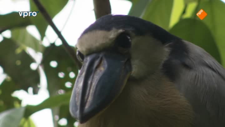 Belize - Pinda's en vreemde vogels
