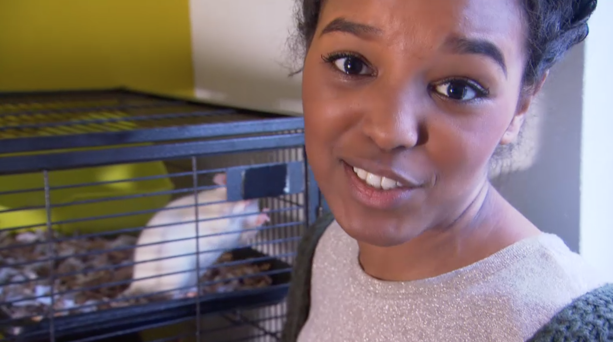 Het Klokhuis | Ratten