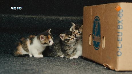 Wilde Buren | Dierenambulance
