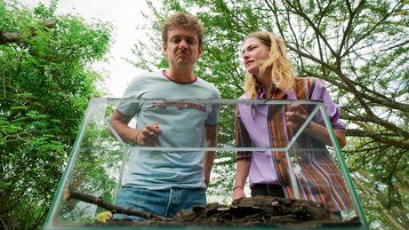 Steken en Prikken | De Giant Assassin Bug