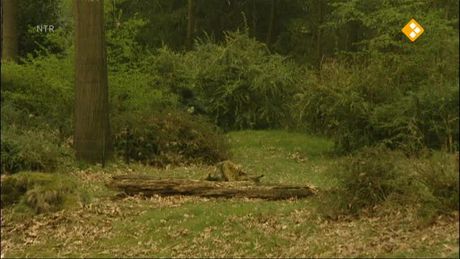 Het Klokhuis | Apen