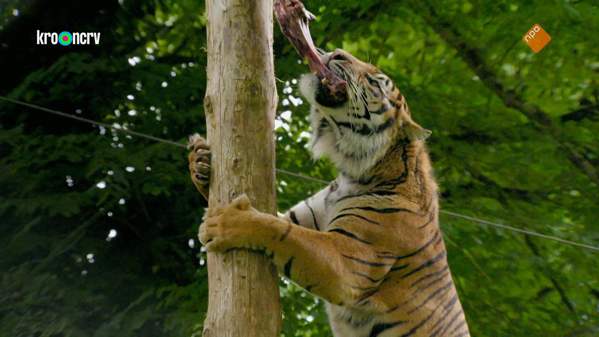 De Zoo