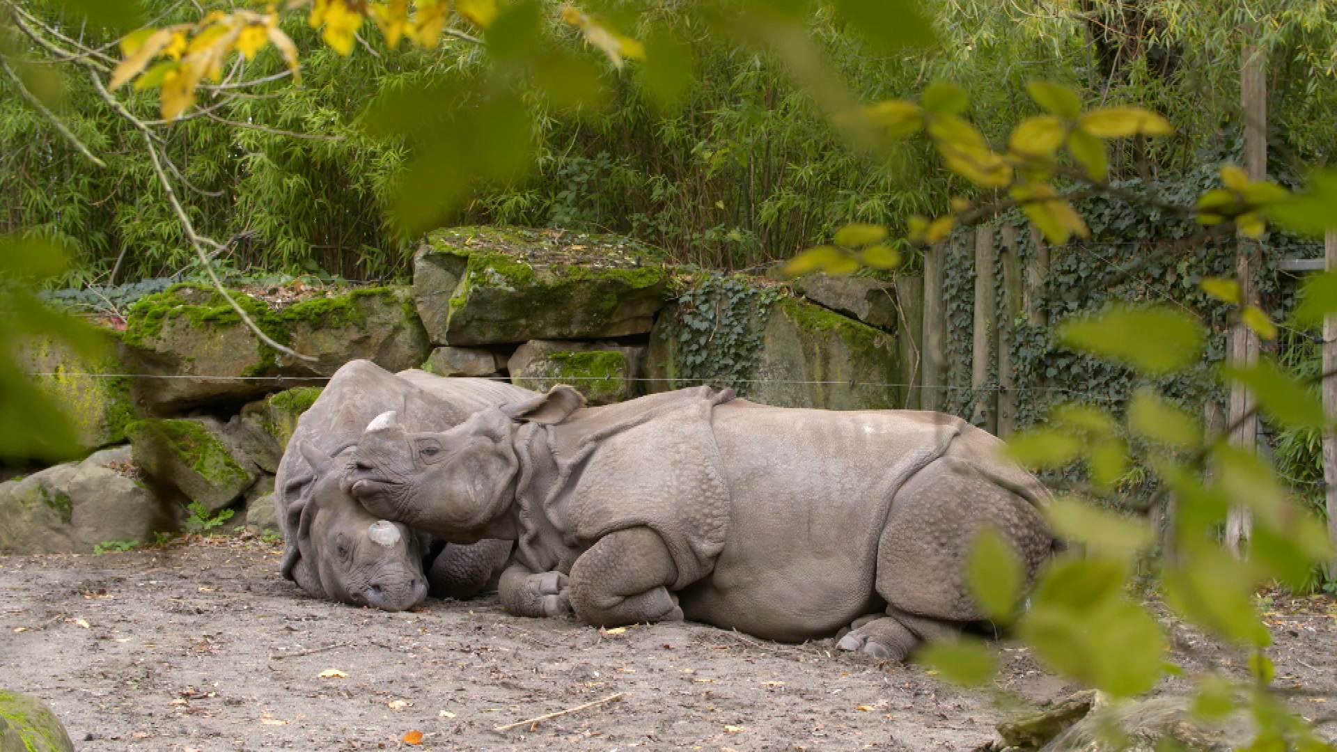 Het echte leven in de dierentuin