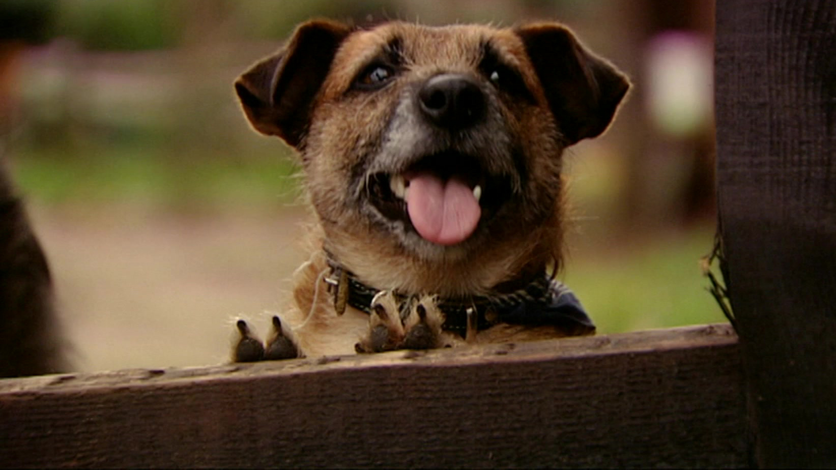 Puppy Patrol | Bikkels geluk