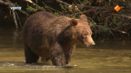 Freek in het wild | Grizzly beren zoeken