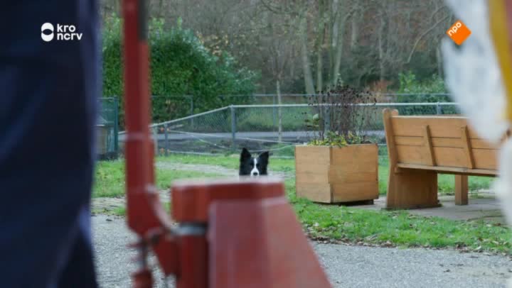 Puppy Patrol | Dapper Spoorloos