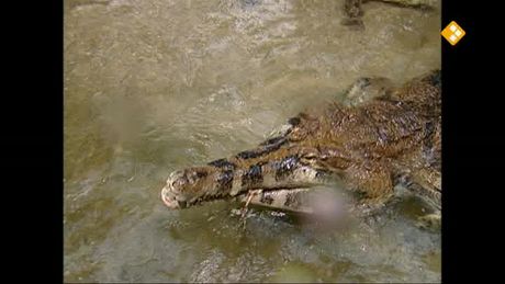 Het Klokhuis | Krokodil