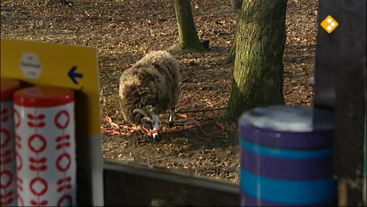 Huisje Boompje Beestje