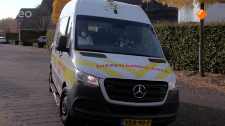 Op de dierenambulance met | Yade Lauren