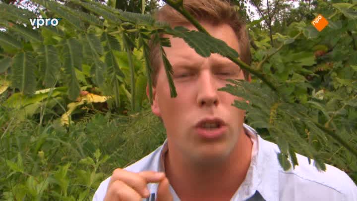 Freeks Wilde Wereld | Anaconda Mimosaplant