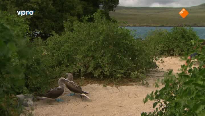 Freeks Wilde Wereld | Dieren die niet vluchten