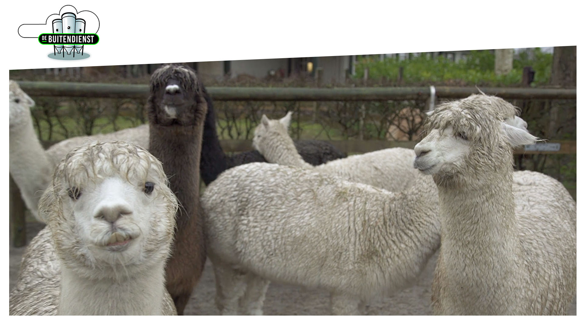Wilde dieren: schattig of levensgevaarlijk?