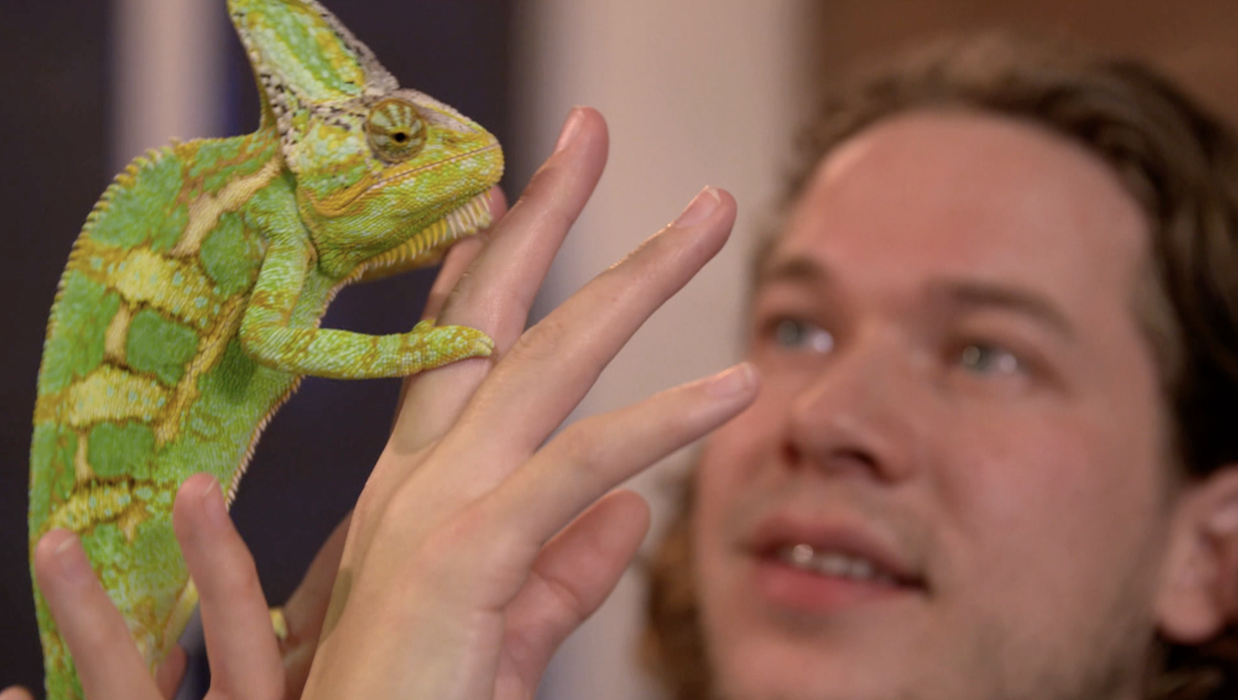 Het Klokhuis | Reptielen