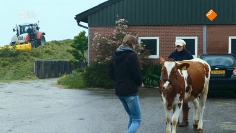 ZappDoc | Een koe in een verkeerd lichaam