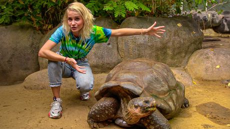 Het Klokhuis | Schildpad