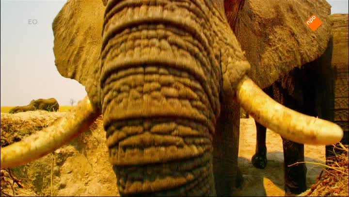 Zapp Your Planet 2016: Operatie Olifant - Deel 1