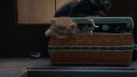Poesjes | Buurvrouw