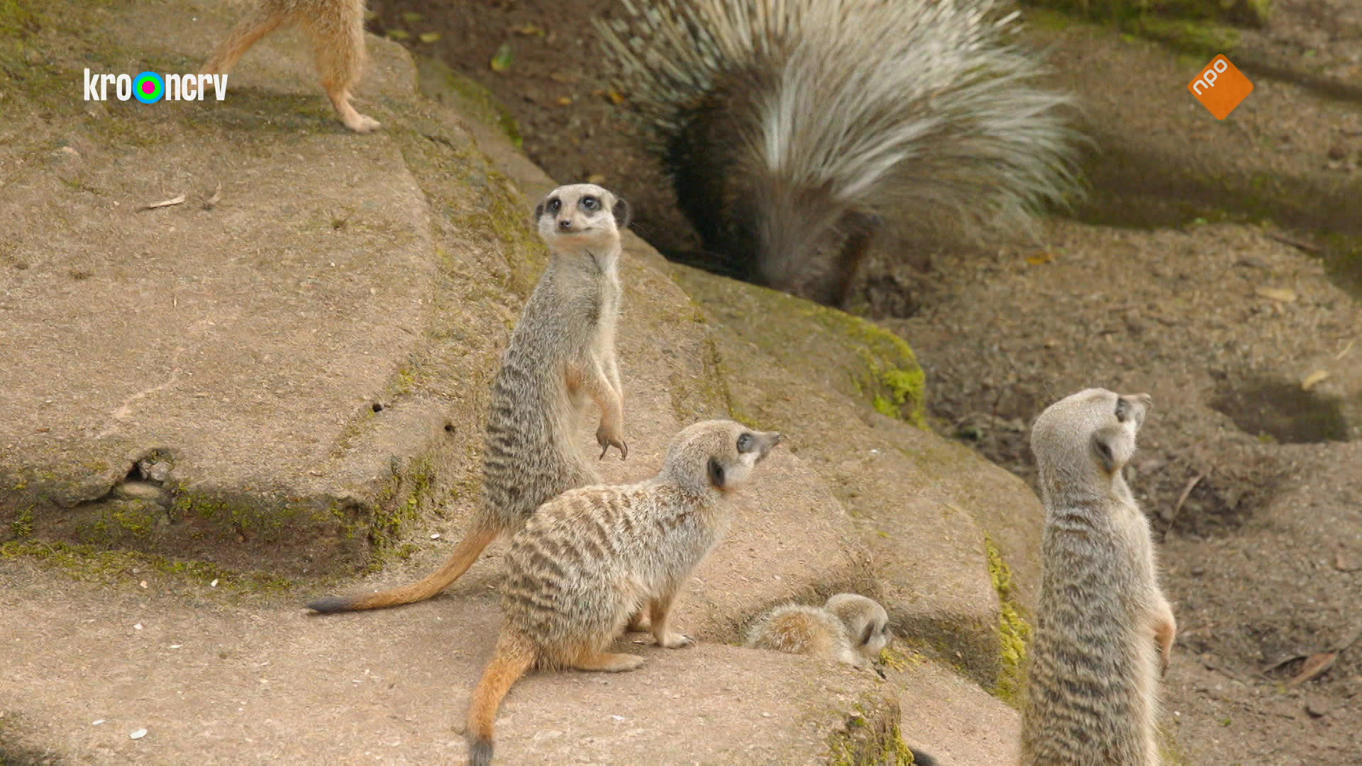 De Zoo