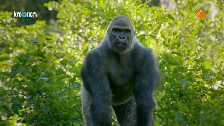 De Zoo | Gefeliciteerd dierentuin