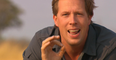 Freeks Wilde Wereld | Afrikaanse katten