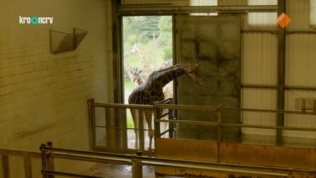 De Zoo | Het namenspel