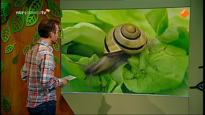 De Buitendienst  | De tuinslak