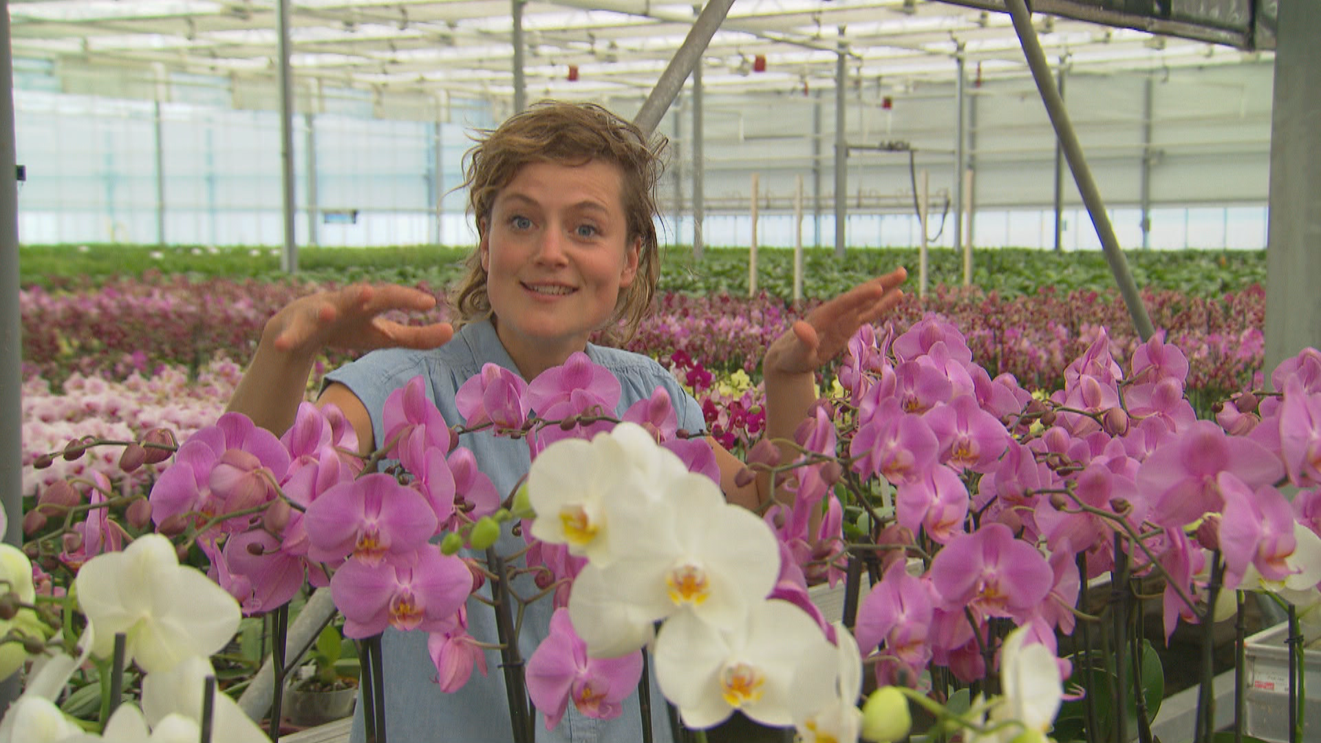 Het Klokhuis | Orchidee