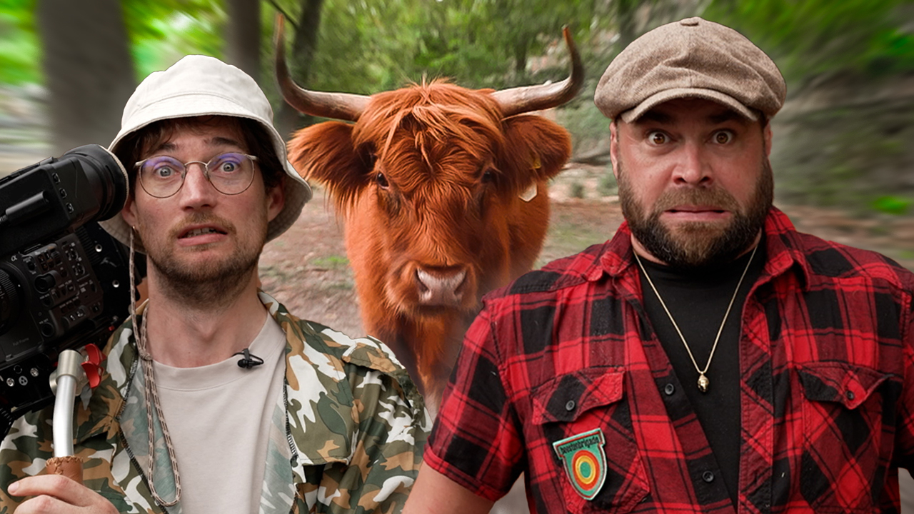 Schotse Hooglanders