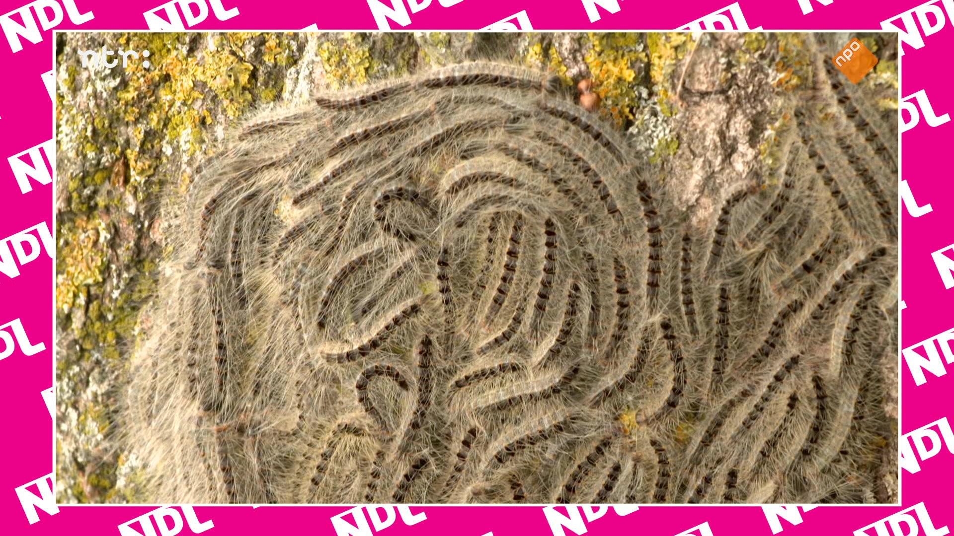 Natuur de Luxe | NATUUR DE LUXE
