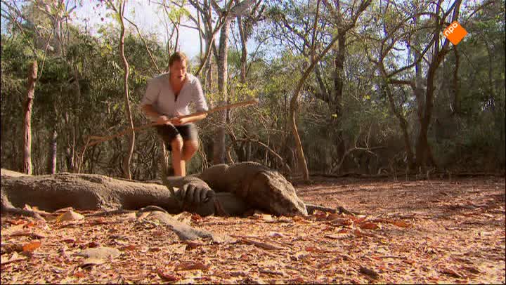 Komodovaraan, mantarog en vliegende honden