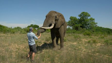 Freeks Wilde Wereld | Het geheim van de olifant