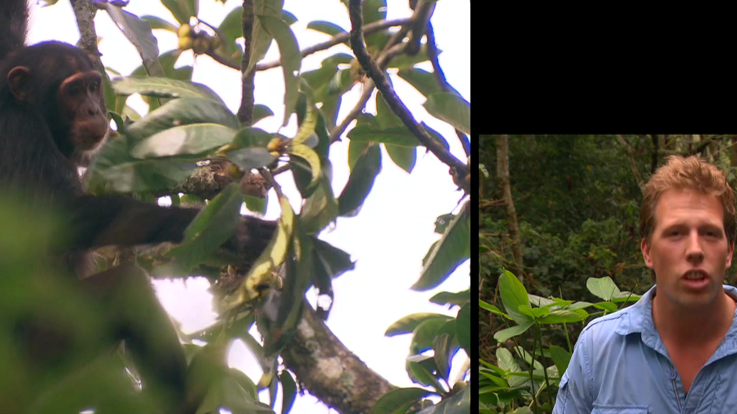 Freek in het wild | Slimme chimpansees