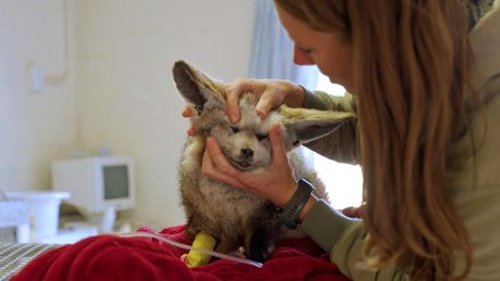 Dierendokter in het wild