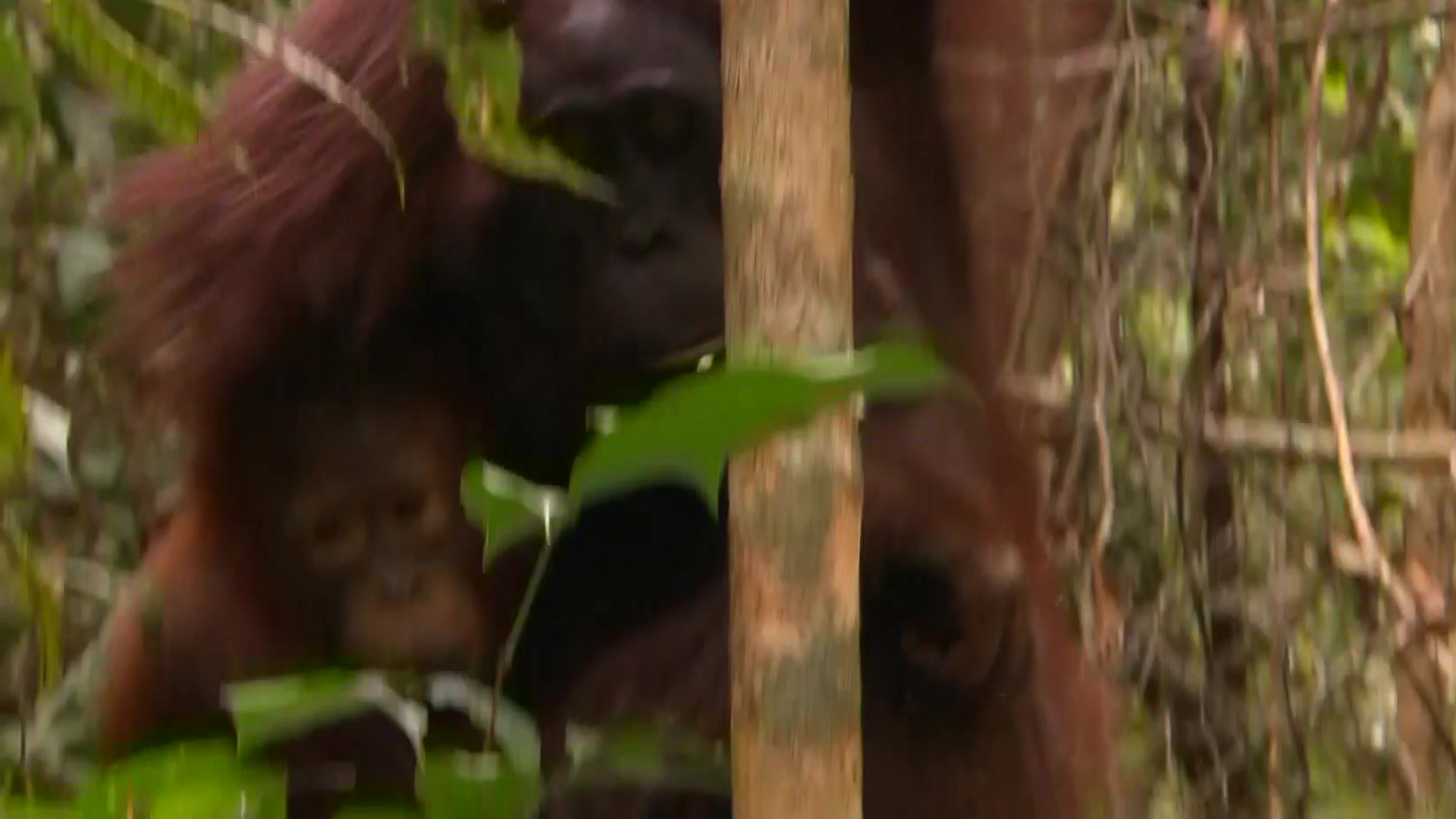 Freeks Wilde Wereld | Orang-oetan