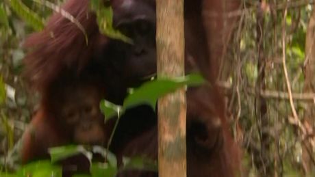 Freeks Wilde Wereld | Orang-oetan
