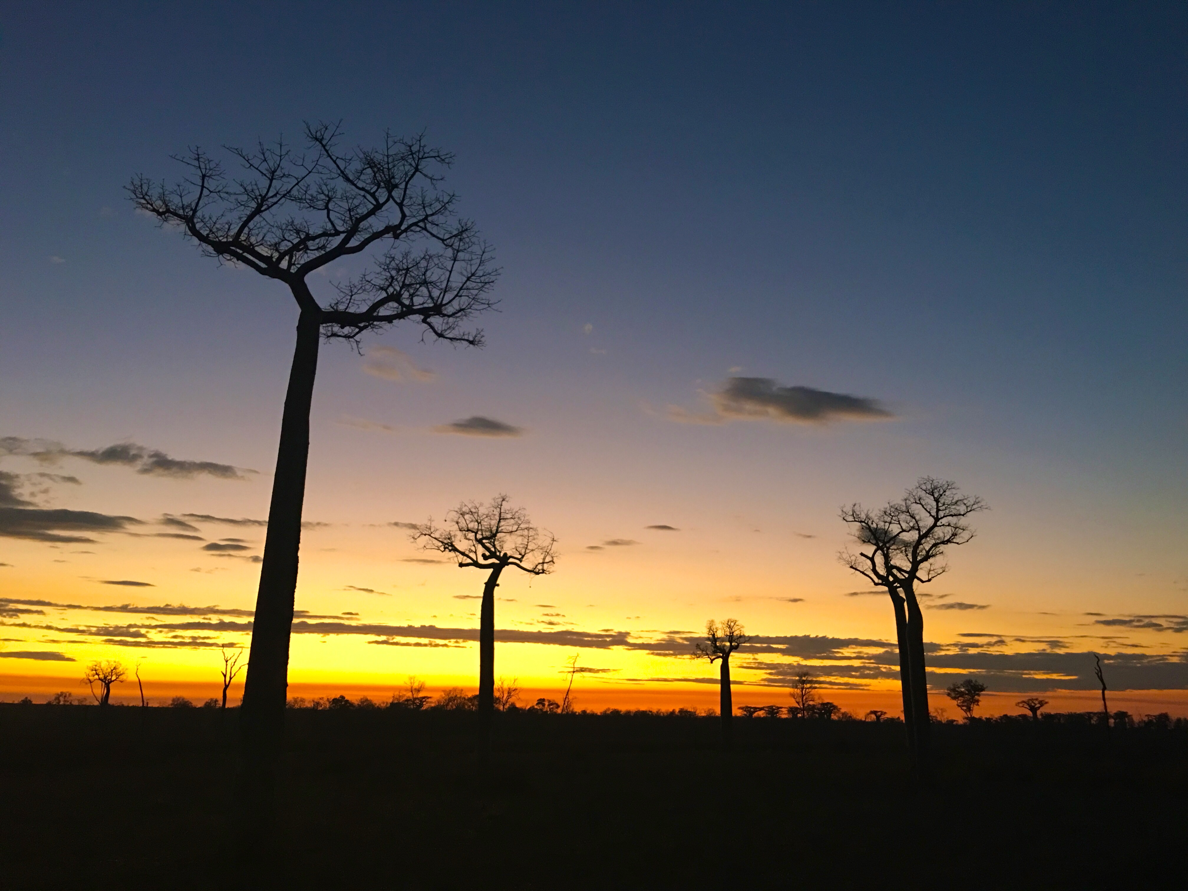 Madagaskar - Dag- en nachtdieren
