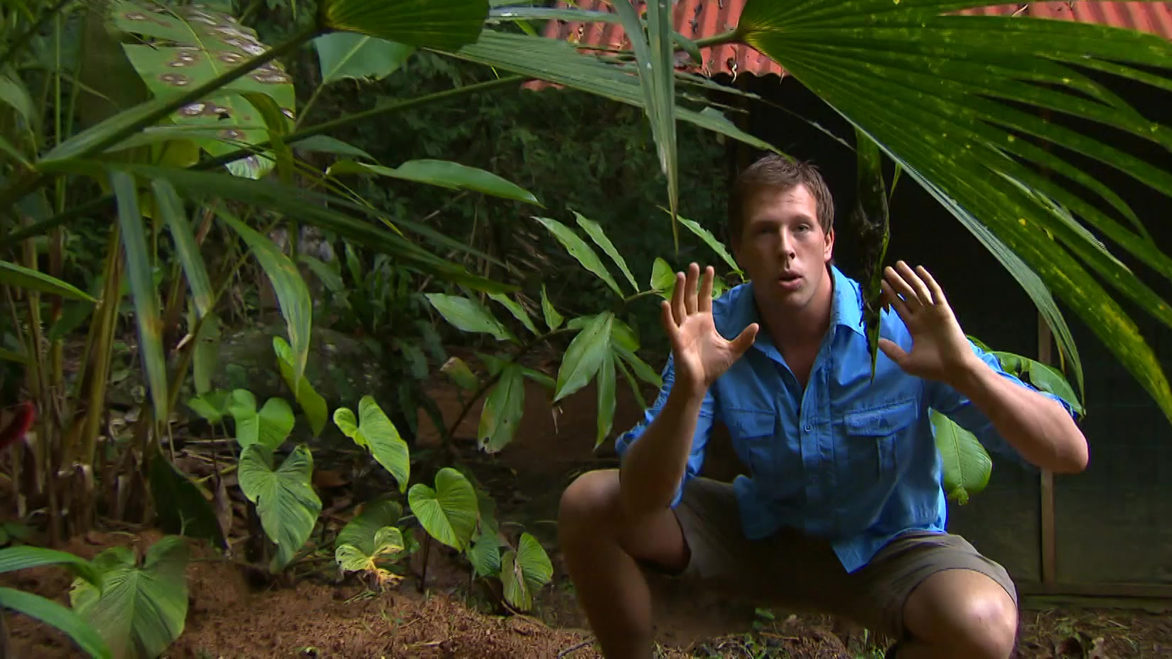 Jungle survival en kolibrie