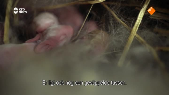 ZappDoc | Slagershart