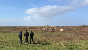 Lauwersmeer
