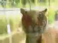Het Klokhuis | Dierentransport (2).