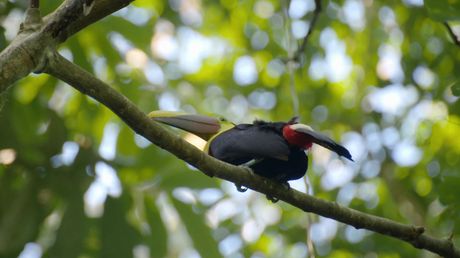 Costa-Rica - Een pijnlijk experiment