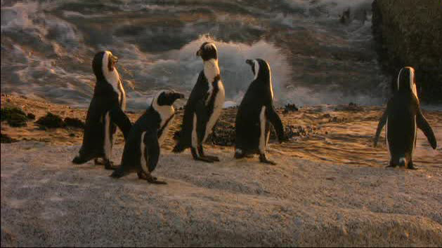 Freek in het wild | Pinguins