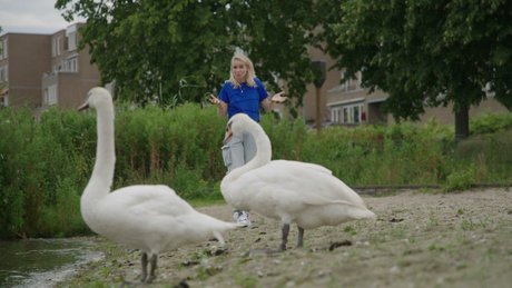 Het Klokhuis | Knobbelzwaan