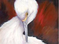 Portret van een kleine, witte Reiger